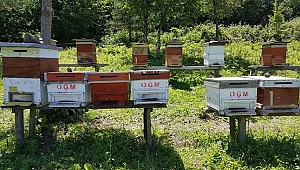 DÜZCE'DE BAL ORMANLARI ÜRETİME HAZIR