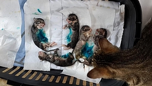 KEDİ SEZARYENLA DOĞURDU