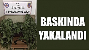 BAHÇE DEĞİL UYUŞTURUCU TARLASI