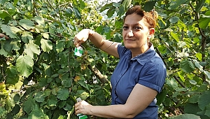 MÜCADELE SAVAŞÇI LARVALARLA YAPILACAK
