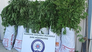 ORMANLIK ALANDA UYUŞTURUCU BAHÇESİ KURMUŞ!