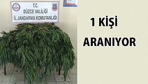 ORMANA UYUŞTURUCU EKMİŞLER