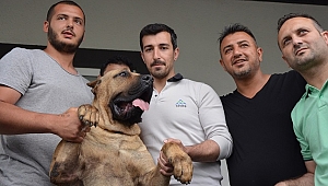 SEDAŞ ELEMANLARINI KÖPEK ISIRDI