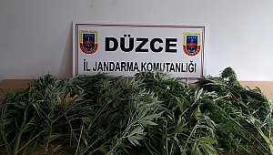 ORMANLIK ALANDA UYUŞTURUCU BAHÇESİ KURMUŞ!