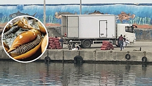 AKÇAKOCA'DA TOPLANIYOR, TÜM DÜNYAYA SATILIYOR