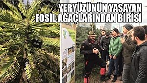 DİNAZORLAR ÇAĞINDAN KALAN AĞAÇ