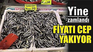 SOĞUKLAR HAMSİYİ VURDU