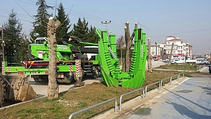 AĞAÇLAR ZARAR GÖRMEDEN TAŞINDI