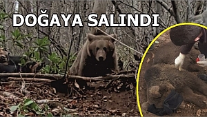 KAPANA YAKALANAN AYI KURTARILDI