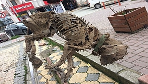 KÖPEK İSKELETİ GÖRENLERİ ŞAŞIRTIYOR