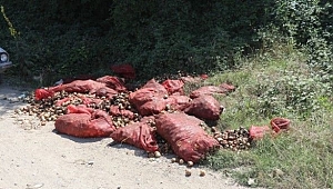 MELEN KENARINDA BEDAVA SOĞAN