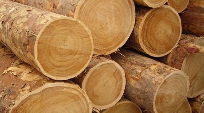 TOMRUK ALTINDA CAN VERDİ