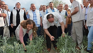 İLK HASAT GERÇEKLEŞTİ