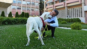 DÜZCE’DEKİ HER OKULA BİR KÖPEK