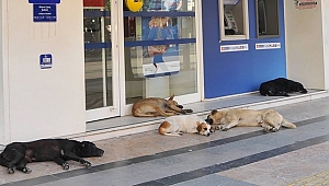 DÜZCE KÖPEK DOSTU ŞEHİR OLDU