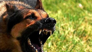 KÖPEK SALDIRISINDAN VATANDAŞLAR KURTARDI