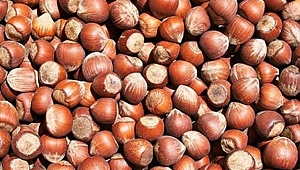 FINDIK FİYATI DÜŞÜŞE GEÇTİ