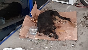 ZEHİRLEDİKLERİ KÖPEĞİ POŞET İÇİNDE ÖLÜME TERK ETTİLER!
