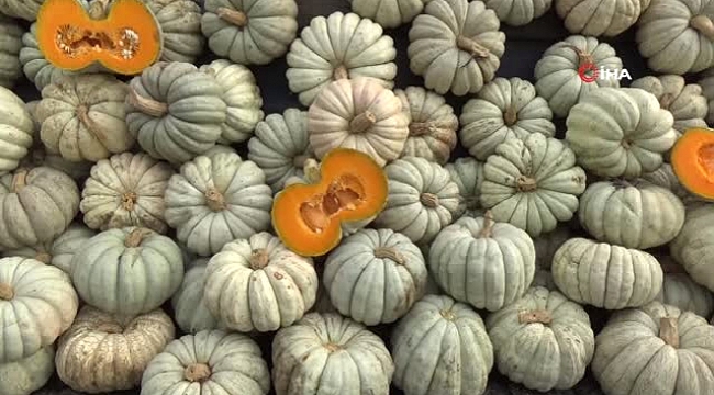 KABAK VE KESTANE FESTİVAL TAKVİMİ