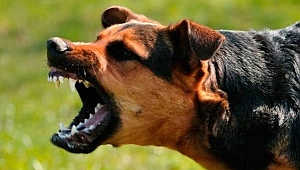 KÖPEK SALDIRILARINA KARŞI ÜNİTELİ ÖNLEM