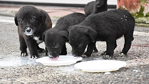 YAVRU KÖPEK KURTARMA OPERASYONU