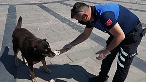 KORONA GÜNLERİNDE SOKAK HAYVANLARI UNUTULMADI