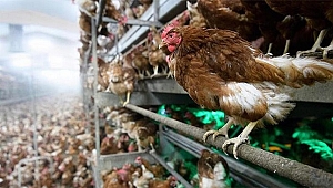 KORONA YETMEZMİŞ GİBİ ŞİMDİ DE KUŞ GRİBİ HORTLADI