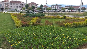 DÜZCE ÇİÇEKLENİYOR