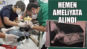 CAN ÇEKİŞEN KÖPEK SAĞLIĞINA KAVUŞTU