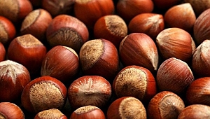 TMO HAFTAYA FINDIK ALIMINA BAŞLIYOR