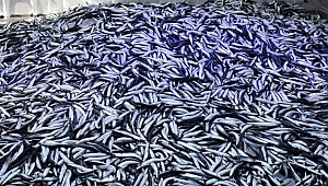50 TON HAMSİYE EL KONULDU