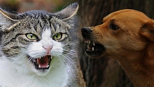 DÜZCE'DE 36 KİŞİYİ KEDİ VE KÖPEK ISIRDI