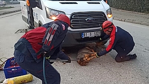 ARAÇ ALTINA SIKIŞAN KÖPEĞİ KURTARDILAR