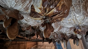 ÖLÜMSÜZLÜK MANTARLARINA YOĞUN TALEP