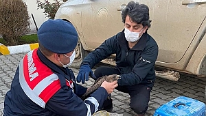 YARALI DOĞANI JANDARMA EKİPLERİ KURTARDI