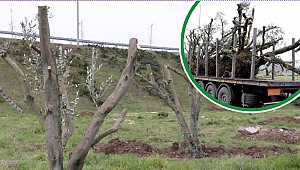 EGE'DEN GETİRİLEN ZEYTİN AĞAÇLARI DÜZCE'YE DİKİLİYOR