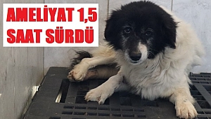 YARALI HALDE BULUNAN KÖPEĞİN BACAĞINDAKİ TÜMÖR ALINDI