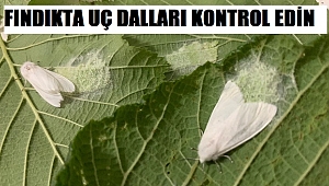 AMERİKAN BEYAZ KELEBEĞİ İÇİN MÜCADELE ZAMANI