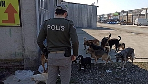 KAPANMADA SOKAK HAYVANLARI AÇ KALMIYOR