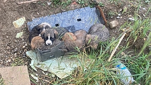 SOKAĞA TERKEDİLEN YAVRU KÖPEKLER SAHİPSİZ KALMADI