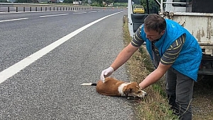 YOL KENARINDA YARALI HALDE BULUNAN KÖPEK TEDAVİ ALTINA ALINDI