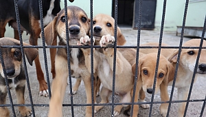 122 KÖPEK SAHİPLENDİRİLDİ