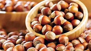 DÜZCE’DE TAHMİNİ FINDIK REKOLTESİ 102 BİN 552 TON