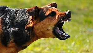 KÖPEK SALDIRISINDAN VALİLİK VE BELEDİYELER SORUMLU