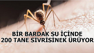 KOVA, VARİL, SAKSI ALTIĞINDA SU BİRİKTİRMEYİN
