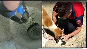 YAVRUSUNUN KURTARILMASINI BEKLEYEN ANNE KÖPEK, EKİPLERİN YANINDAN AYRILMADI