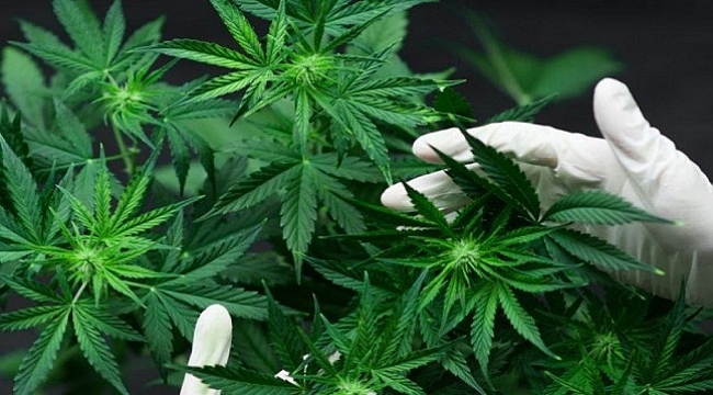 AKÇAKOCA'DA KENEVİR OPERASYONU