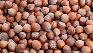 TMO FINDIK ALIMINA YARIN BAŞLIYOR