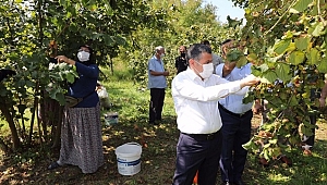 VALİ FINDIK TOPLADI