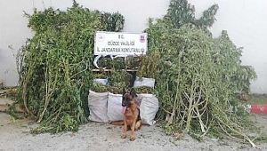 JANDARMA ENSELEDİ!